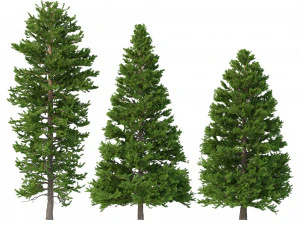 picea abies set 5 - 3 in 1 Modello 3D
