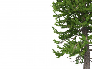 picea abies set 5 - 3 in 1 3D Модель
