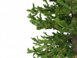 picea abies set 5 - 3 in 1 3D Модель