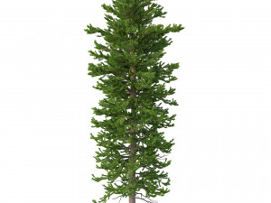 picea abies set 5 - 3 in 1 3D Модель