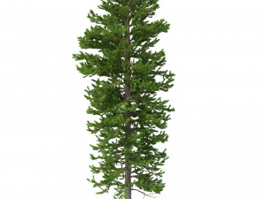 picea abies set 5 - 3 in 1 3D Модель