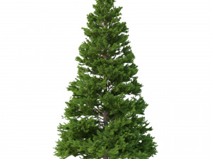 picea abies set 5 - 3 in 1 3D Модель