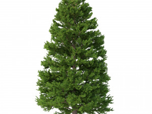 picea abies set 5 - 3 in 1 3D Модель
