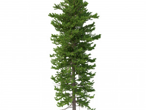 picea abies set 5 - 3 in 1 3D Модель
