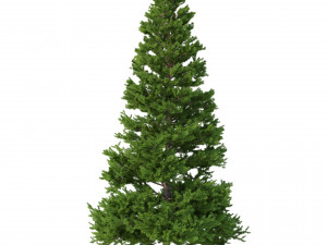 picea abies set 5 - 3 in 1 3D Модель