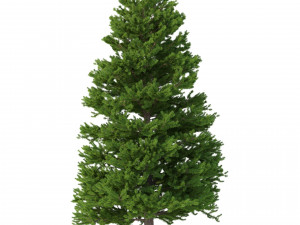 picea abies set 5 - 3 in 1 3D Модель