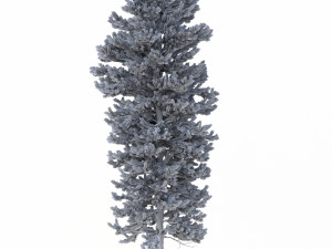 picea abies set 5 - 3 in 1 3D Модель