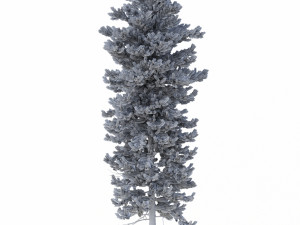 picea abies set 5 - 3 in 1 3D Модель