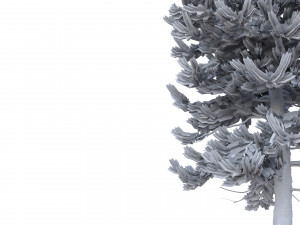 picea abies set 5 - 3 in 1 3D Модель