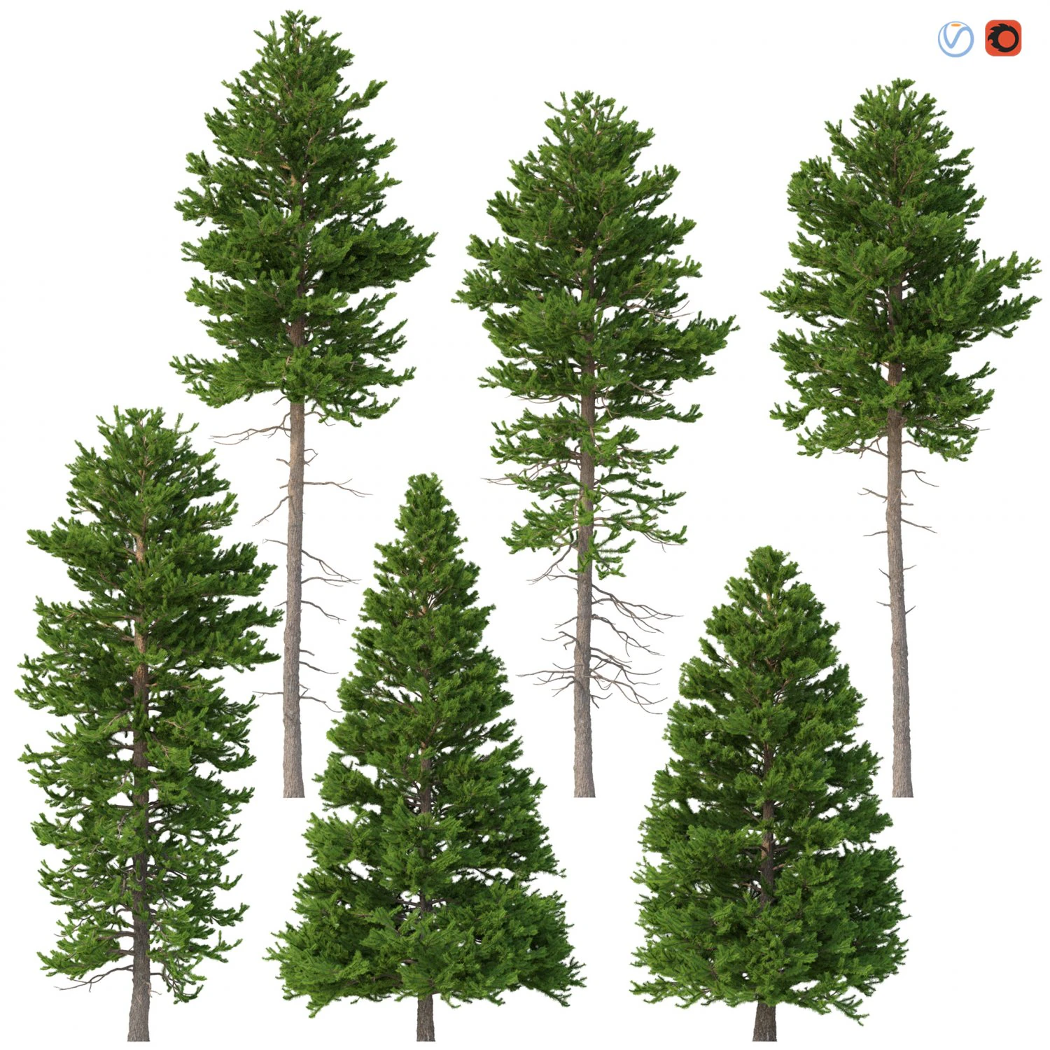 picea abies set 6 - 6 in 1 3D Model .c4d .max .obj .3ds .fbx .stl .blend 