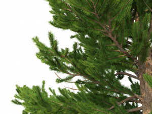 picea abies set 6 - 6 in 1 Modelo 3D