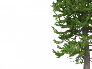 picea abies set 6 - 6 in 1 3D Model