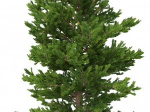 picea abies set 6 - 6 in 1 3D Model