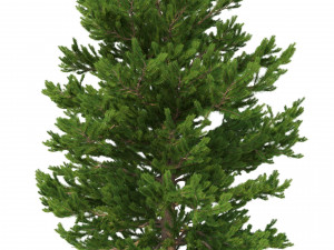 picea abies set 6 - 6 in 1 Modelo 3D