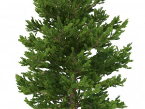 picea abies set 6 - 6 in 1 3D Model