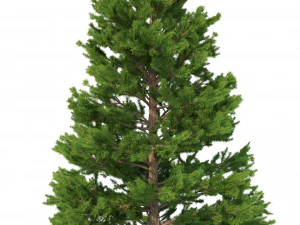 picea abies set 6 - 6 in 1 3D Model