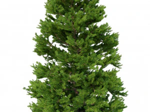 picea abies set 6 - 6 in 1 3D Model