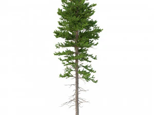 picea abies set 6 - 6 in 1 3D Model