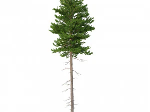 picea abies set 6 - 6 in 1 3D Model