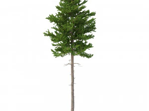 picea abies set 6 - 6 in 1 3D Model