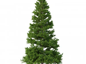 picea abies set 6 - 6 in 1 3D Model