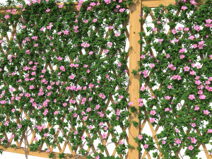 fence - mandevilla sanderi with flowers Modèle 3D