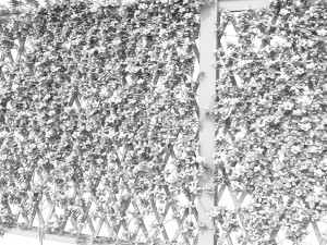 fence - mandevilla sanderi with flowers Modèle 3D