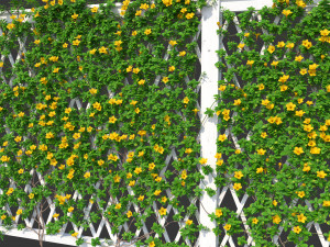 fence - mandevilla sanderi with yellow flowers 3D Model