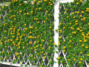 fence - mandevilla sanderi with yellow flowers 3D Model