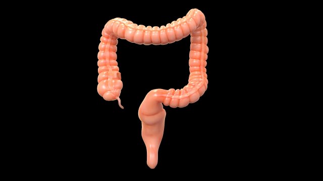 human large intestine 3D-Modell .c4d .max .obj .3ds .fbx .stl .blend 
