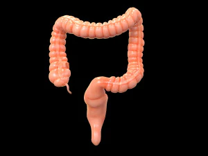 人間の大腸 3Dモデル