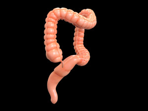 human large intestine 3D-Modell