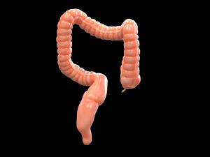 human large intestine 3D-Modell