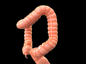 human large intestine 3D-Modell