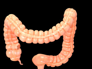 human large intestine 3D-Modell