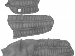 human large intestine 3D-Modell