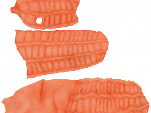 human large intestine 3D-Modell