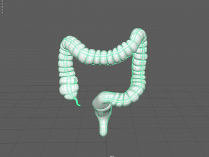 human large intestine 3D-Modell