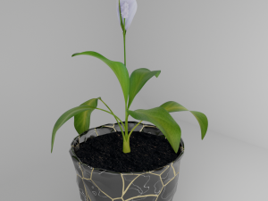 Spathiphylluminstonepot Modello 3D