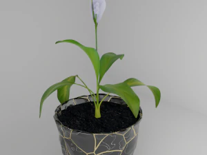 Spathiphyllum Instonepot Modello 3D