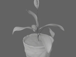 Spathiphyllum Instonepot Modello 3D