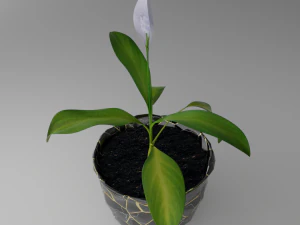 Spathiphyllum Instonepot Modello 3D