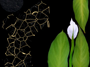 Spathiphyllum Instonepot Modello 3D