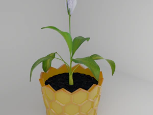 Spathiphyllum in honeycombpot 3D Model