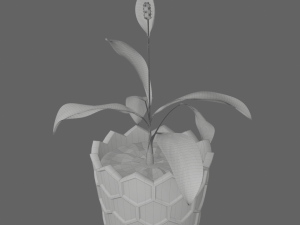 Spathiphyllum in honeycombpot 3D मॉडल