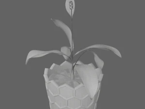 Spathiphyllum in honeycombpot 3D Model
