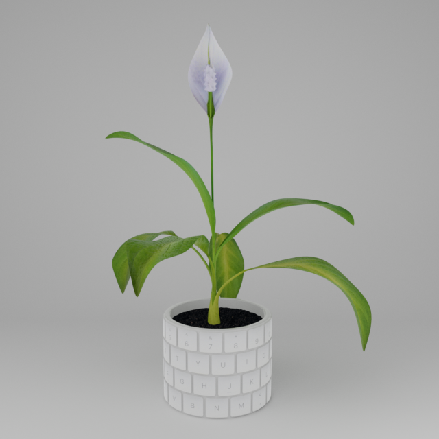 Spathiphylluminkeyboardpot Modello 3D .c4d .max .obj .3ds .fbx .stl .blend 