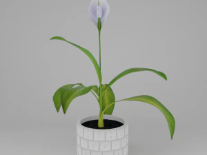 Spathiphylluminkeyboardpot 3D Model