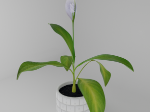 Spathiphylluminkeyboardpot Modello 3D