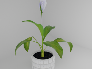 Spathiphylluminkeyboardpot Modello 3D